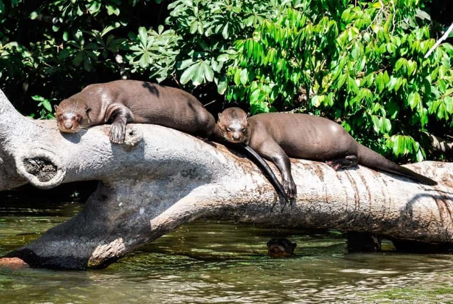 From Cusco: 4 Day Puerto Maldonado Sandoval Lake Excursion - Five things to know before you go