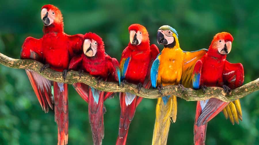 From Cusco: 4 Day Puerto Maldonado Sandoval Lake Excursion - From Cusco to the Madre de Dios River