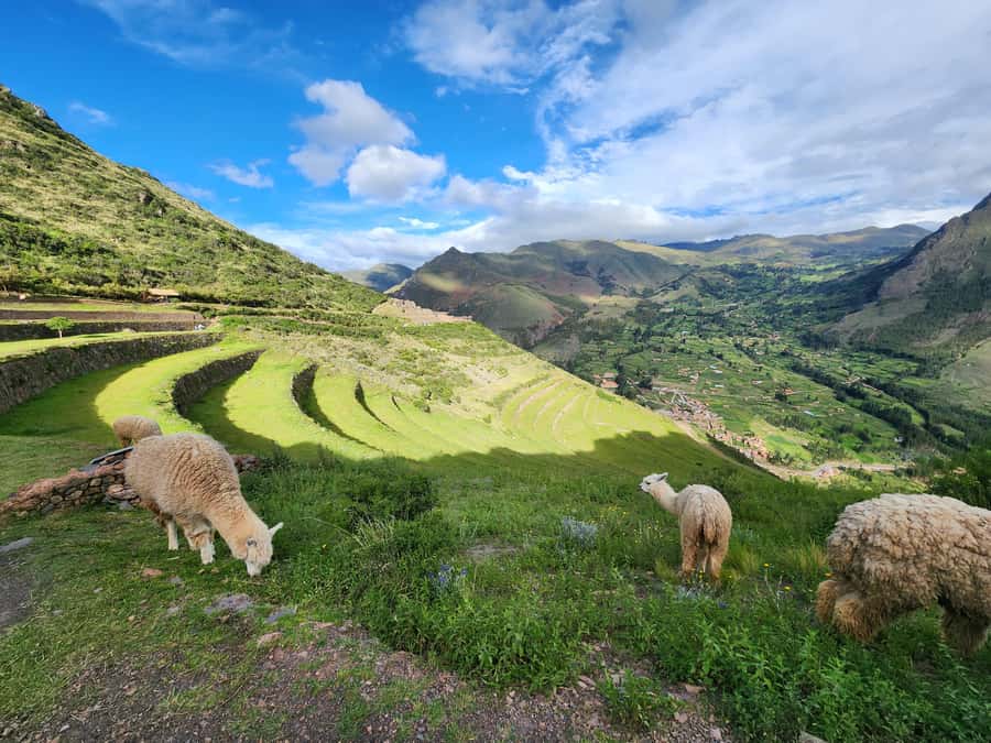From Cusco: Chinchero, Moray, Maras, Ollantaytambo and Pisaq - Guide quality and language
