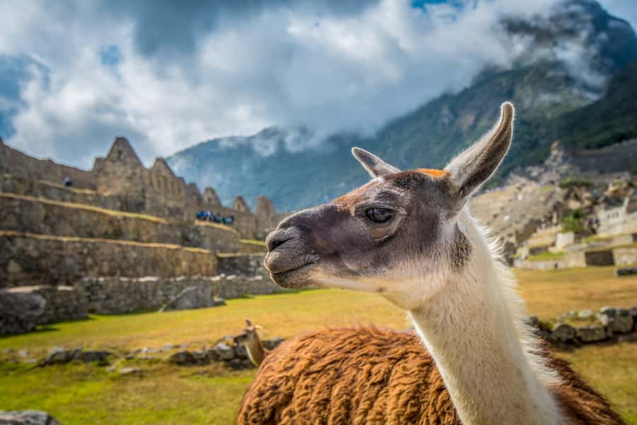 From Cusco: Machu Picchu Full-Day Guided Tour - The return journey can test your patience