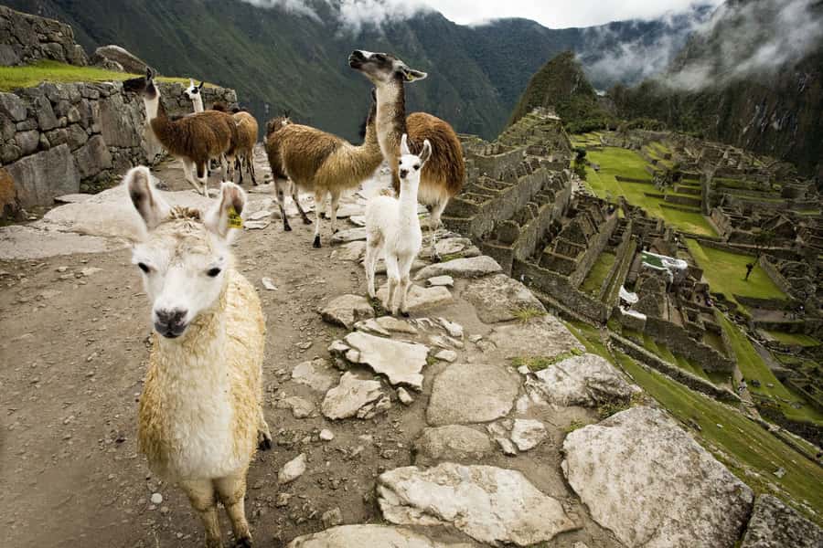 From Cusco: Machu Picchu Private Day Trip on Panoramic Train - Packing for a long mountain day