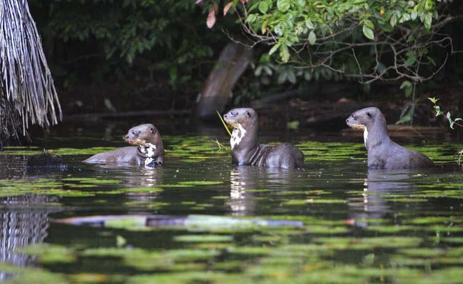 From Cusco: Manu National Park 3 Day Tour - Who should book this Manu trip?
