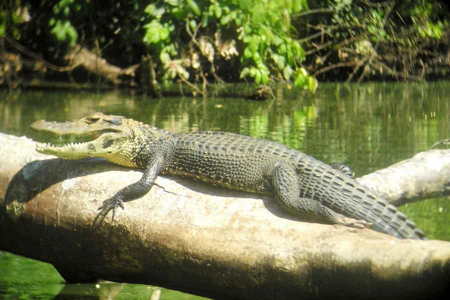 From Cusco: Manu National Park Tour & Accommodation 3 Days - Day 2: River travel and Machuhuasi Oxbow Lake