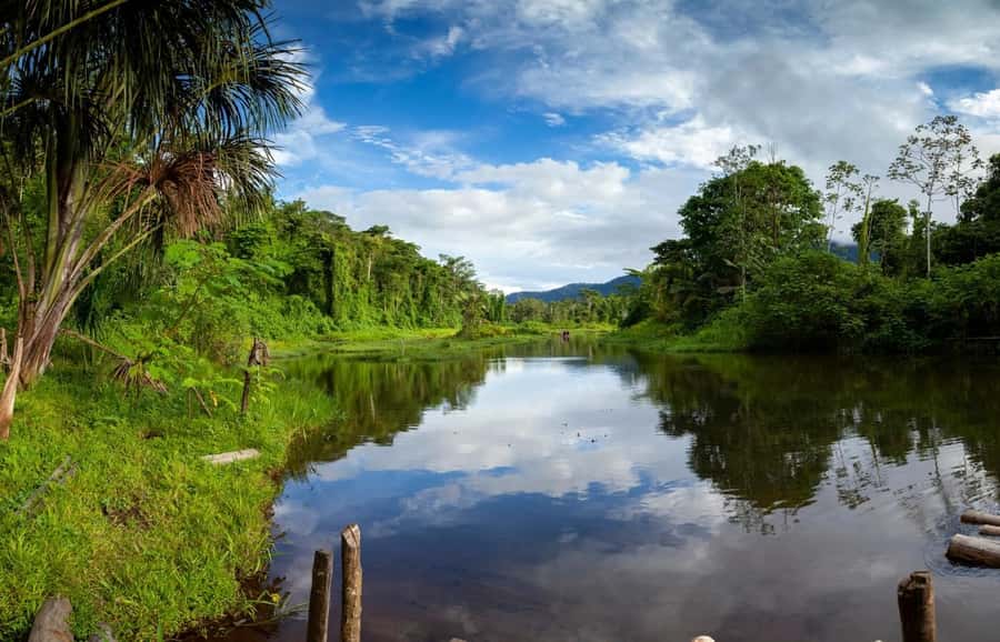 From Cusco: Manu National Park Tour & Accommodation 3 Days - Wildlife: what you may actually see