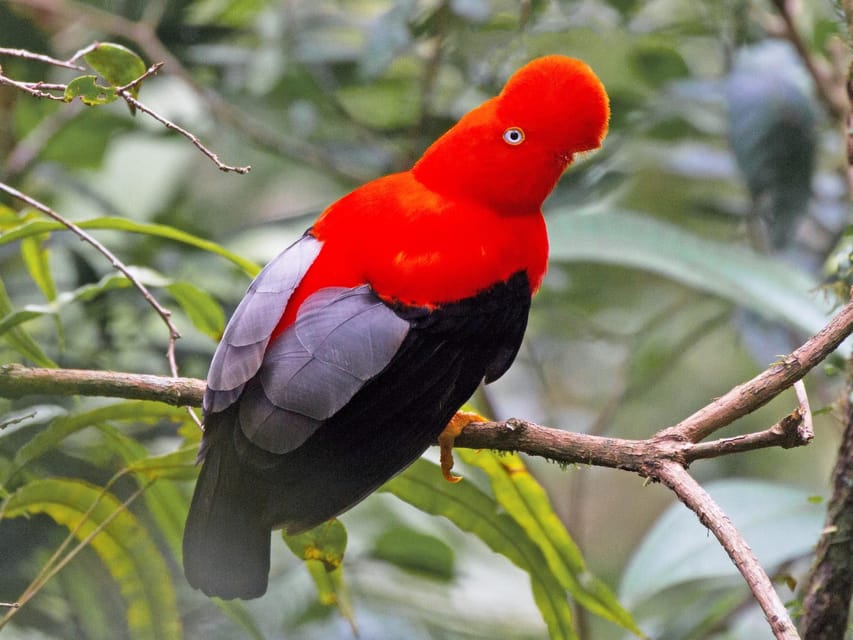From Cusco: Manu National Park Tour & Accommodation 3 Days - Group size, guides, and the pace of the trip