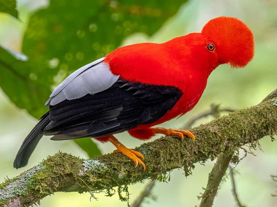 From Cusco: Manu National Park Tour & Accommodation 3 Days - Is three days enough for Manu?