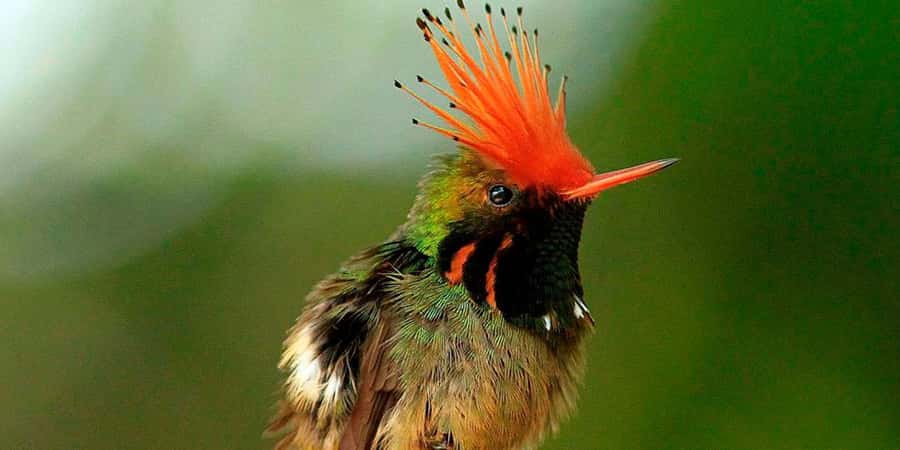 From Cusco: Manu National Park Tour & Accommodation 3 Days - Day 1: From Cusco’s highlands to the cloud forest