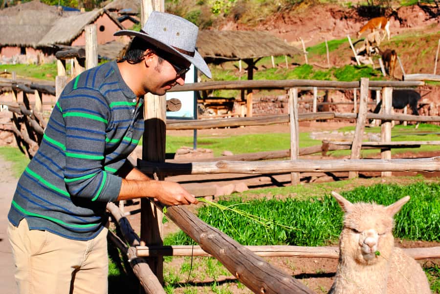 From Cusco: Private Pisac Ruins and Alpaca Farm Day Trip - Walking the Pisac Archaeological Park