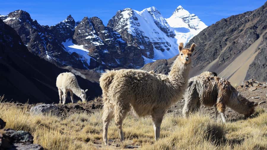 From Cusco: Rainbow Mountain Trek - Who will enjoy this trip most