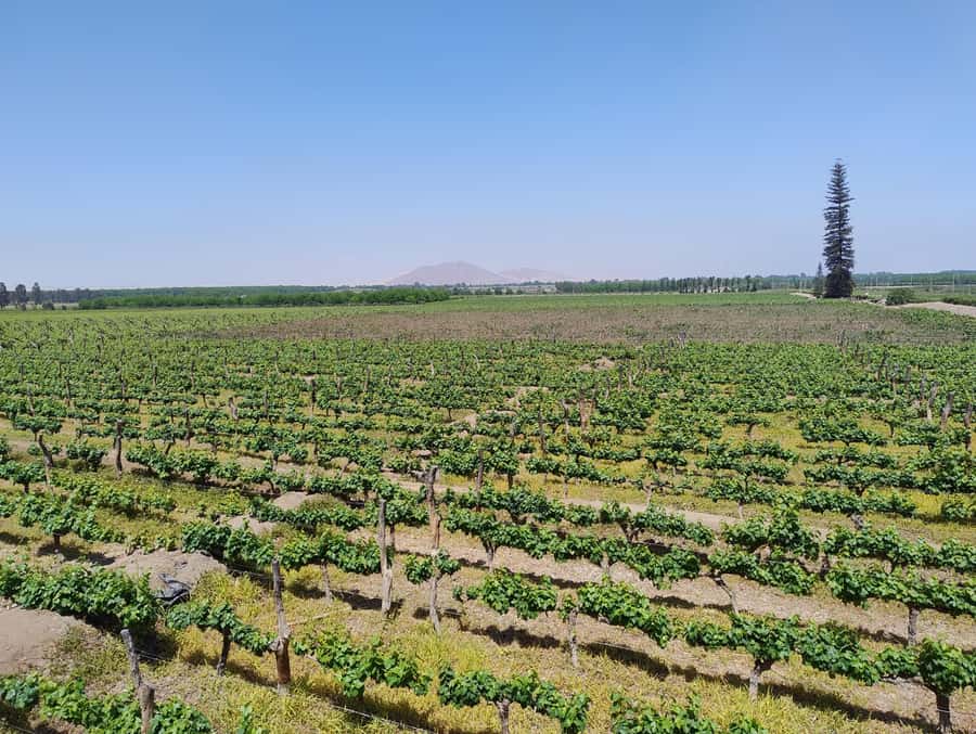 From Ica or Huacachina: Tour to Tacama Vineyard and Artisanal Winery. - Why this wine tour works well in Ica