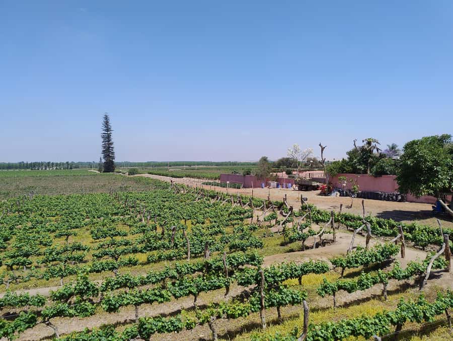 From Ica or Huacachina: Tour to Tacama Vineyard and Artisanal Winery. - Tacama: the grand opening stop