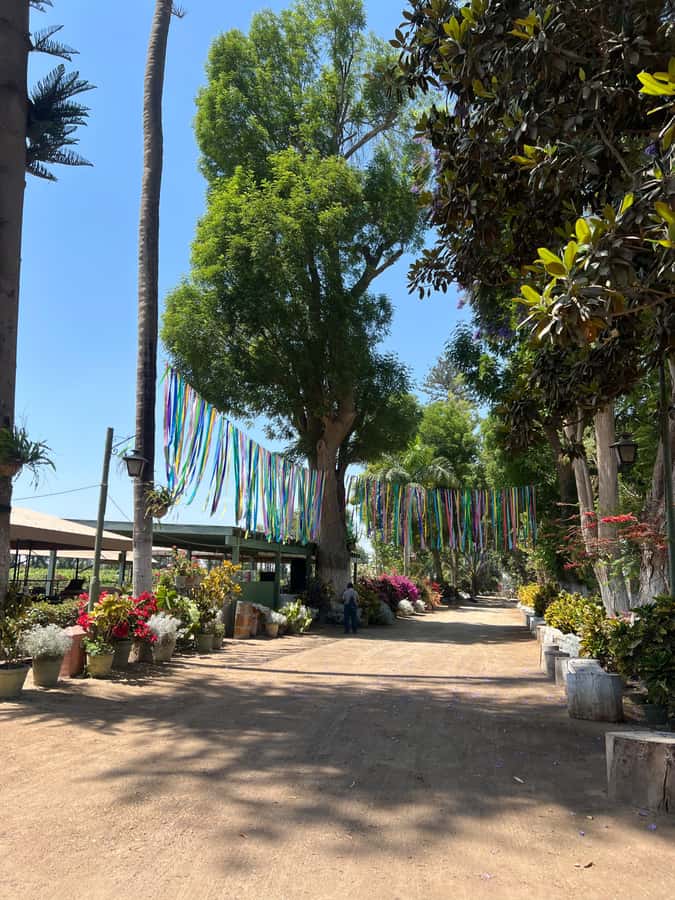 From Ica or Huacachina: Tour to Tacama Vineyard and Artisanal Winery. - What the five-hour timing feels like