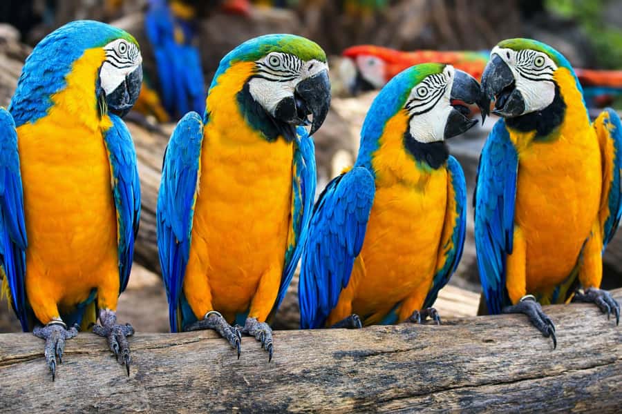 From Iquitos: 3-Day Amazon Jungle Adventure Trip - Night sounds and creatures after dark