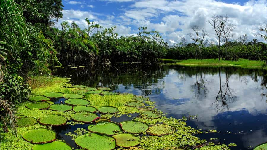 From Iquitos: Full day tour in the Peruvian jungle - Five things to know before you book
