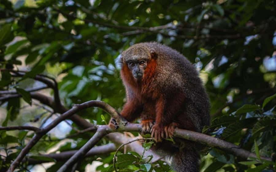 From Iquitos: Full day tour in the Peruvian jungle - Canoeing across Shanshococha Lagoon