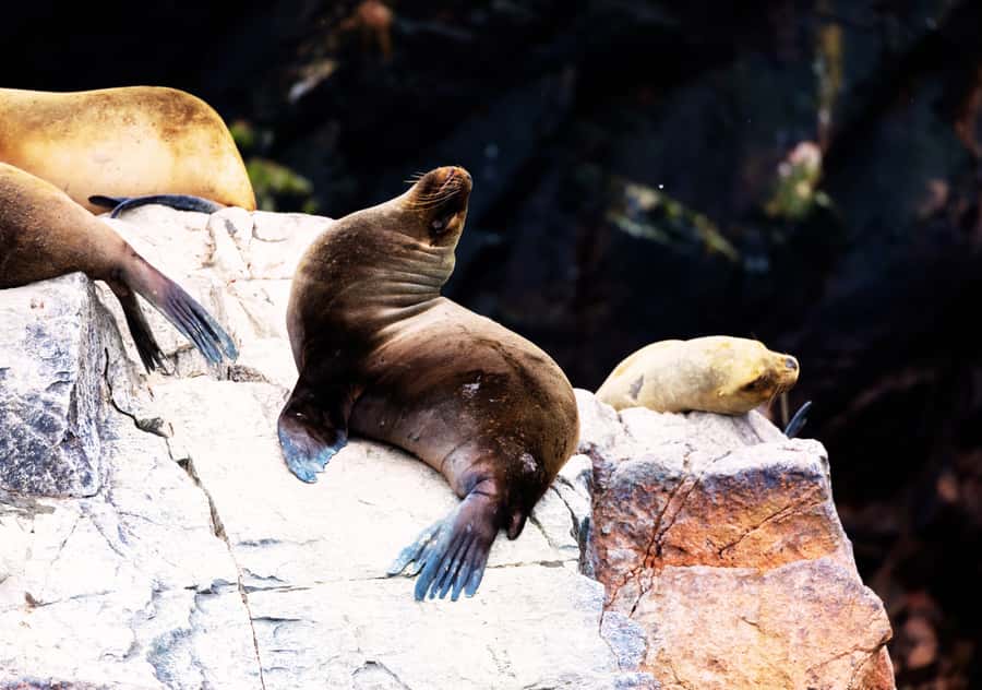From Lima 2 days 1 night, Ballestas,Huacachina & Nazca lines - Who should book this experience?