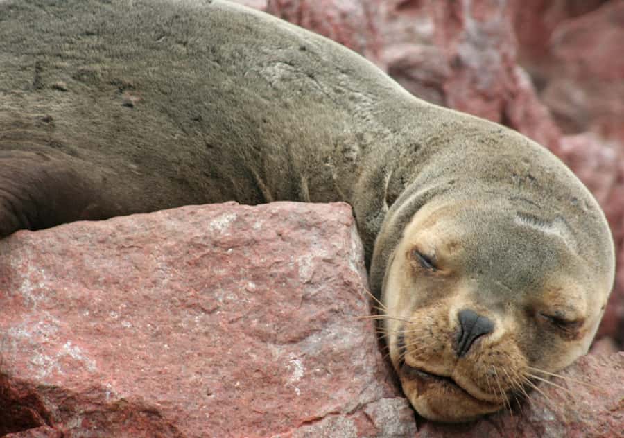 From Lima 2 days 1 night, Ballestas,Huacachina & Nazca lines - Is $565 a fair price?