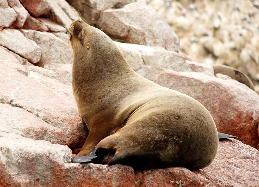 From Lima: Ballestas Islands and Huacachina Sunset Day Trip - Why this Lima to Ica day trip works