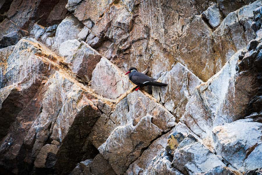 From Lima: Ballestas Islands, Huacachina, and Vineyard Tour - Huacachina and the desert rush