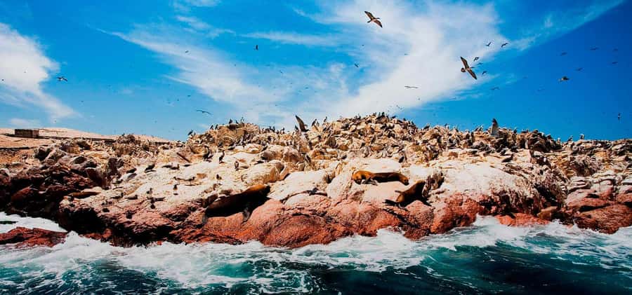 From Lima: Ballestas Islands, Huacachina and Wine Route Trip - Ica lunch, wine, and pisco tasting