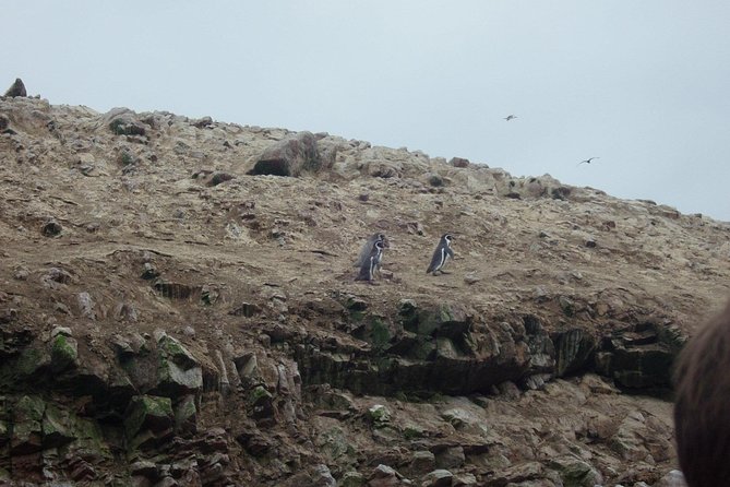 From Lima: Ballestas, Nazca Lines & Huacachina Oasis - What $550 buys you