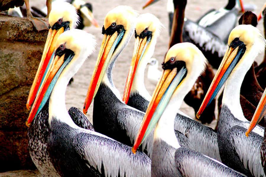 From Lima: Paracas and Huacachina Day Trip with Buggy Ride - Key points to know before booking