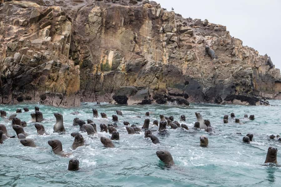 From Lima: Paracas and Huacachina Oasis Full Day Tour - Key details before you book