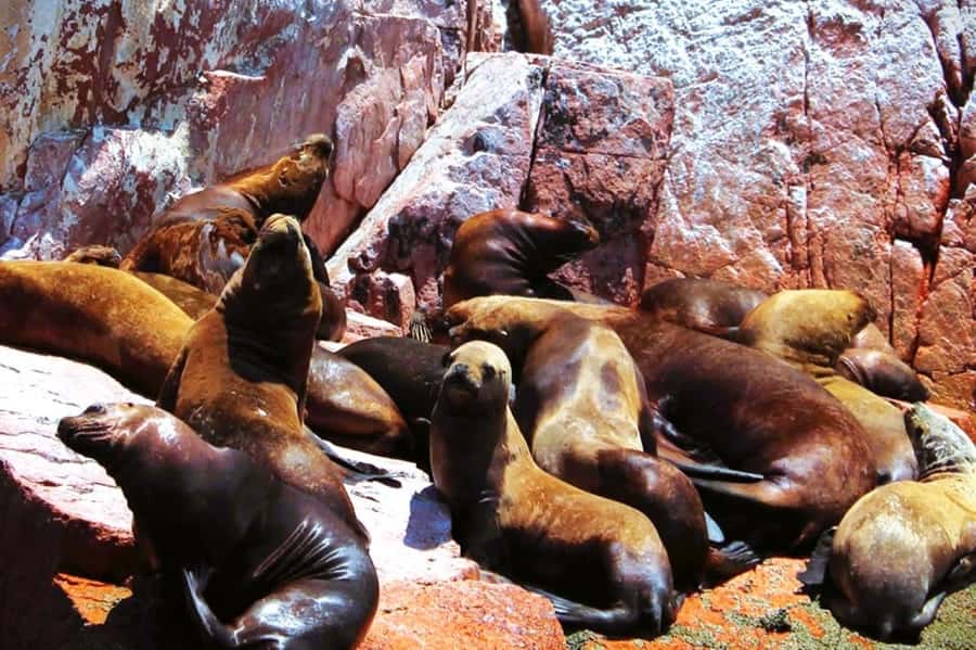 From Lima:Paracas Ballestas Islands and Ica Oasis 1 day Tour - A brief Paracas pause