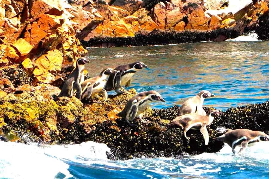 From Lima:Paracas Ballestas Islands and Ica Oasis 1 day Tour - The transport question: comfort versus coverage