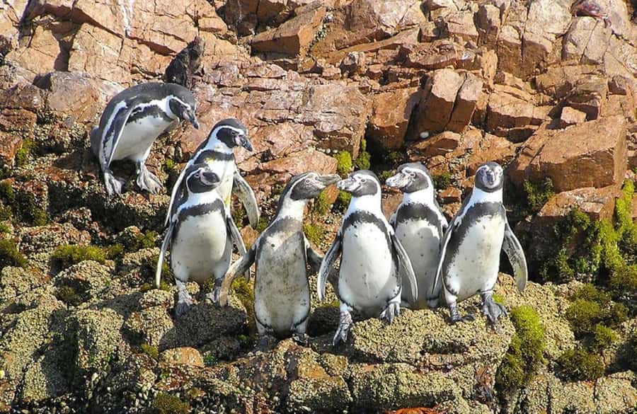 From Lima:Paracas Ballestas Islands and Ica Oasis 1 day Tour - The Ballestas Islands boat ride