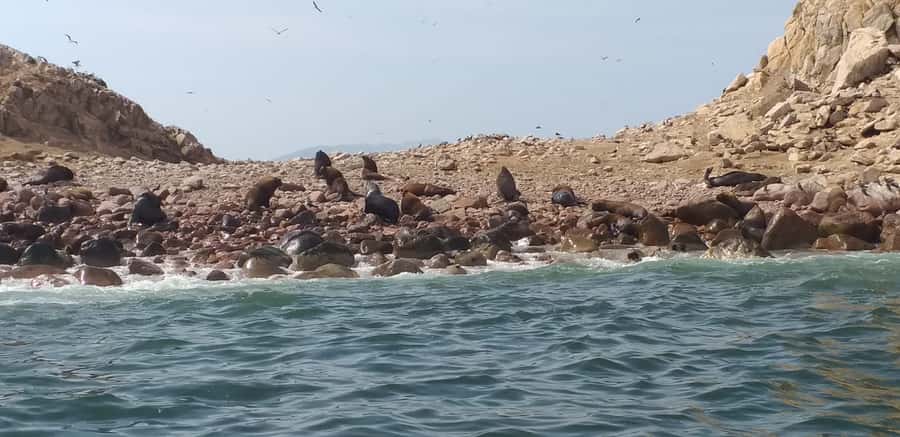 From Paracas: Ballestas Island Cruise & Paracas Reserve Tour - Ballestas Islands Wildlife: Penguins, Sea Lions, and Seabirds
