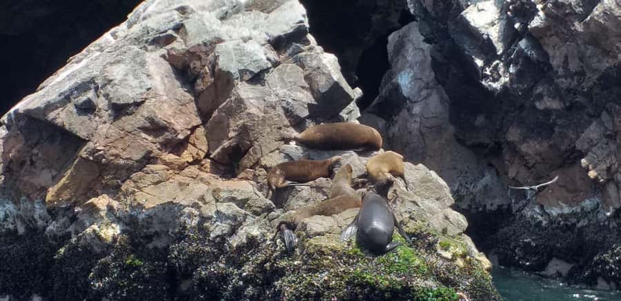 From Paracas: Ballestas Island Cruise & Paracas Reserve Tour - The Cathedral and a Coast Reshaped by Earthquakes