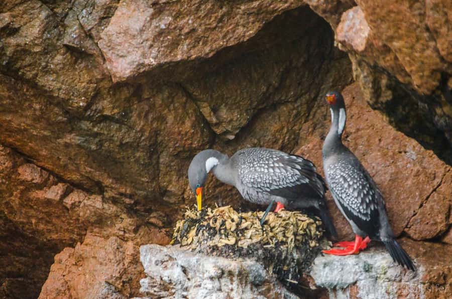 From Paracas: Ballestas Island Cruise & Paracas Reserve Tour - The Transfer to Huacachina or Ica