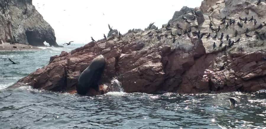 From Paracas: Ballestas Island Cruise & Paracas Reserve Tour - Speeding Toward the Candelabro