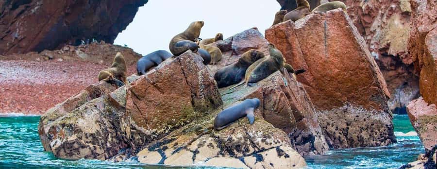 From Paracas: Ballestas Islands and Paracas National Reserve - Key points to know before you go