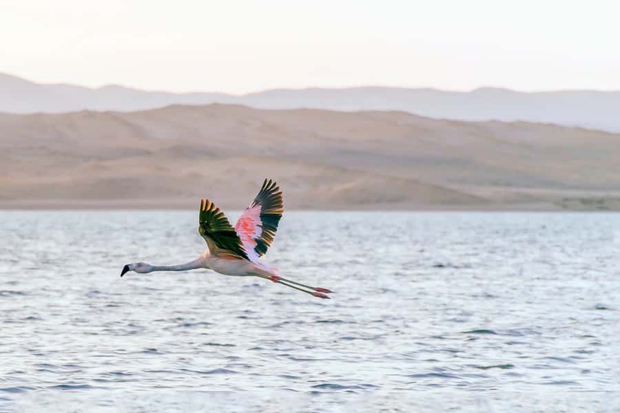 From Paracas: Ballestas Islands & Paracas National Reserve - Guides, language, and group size
