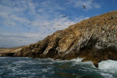 Ballestas Islands & Paracas National Reserve