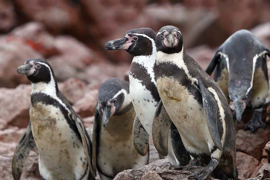 From Paracas: Ballestas Islands & Paracas National Reserve - Ballestas Islands: Peru’s noisy wildlife show