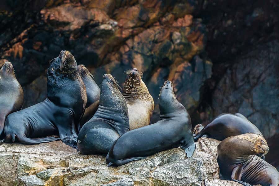 From Paracas: Ballestas Islands & Paracas National Reserve - Paracas National Reserve changes the mood