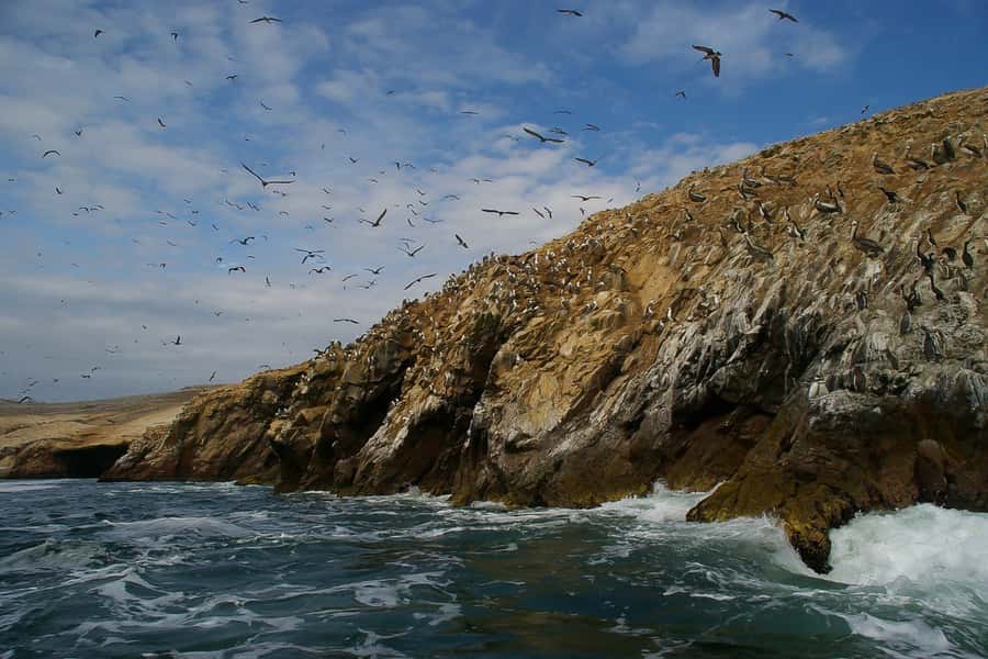 From Paracas: Ballestas Islands & Paracas National Reserve - From your hotel to the Paracas pier