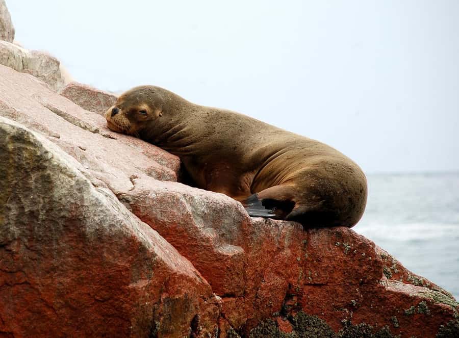 From Paracas: Ballestas Islands tour all Inclusive - Key points to know before booking