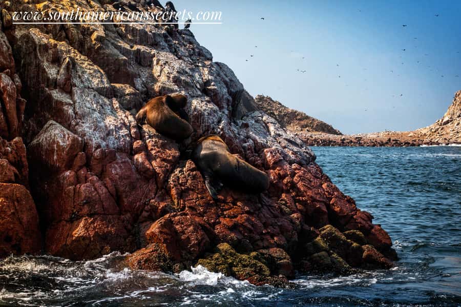From Paracas: Ballestas Islands tour all Inclusive - Who will enjoy this boat trip most
