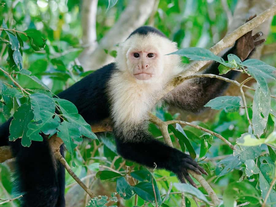 From Puerto Maldonado | Jungle hike + Sandoval Lake | - From Puerto Maldonado to the Tambopata gateway