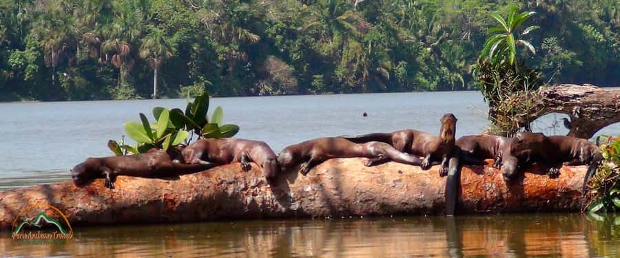 From Puerto Maldonado | Jungle hike + Sandoval Lake | - Reaching Sandoval Lake by canoe