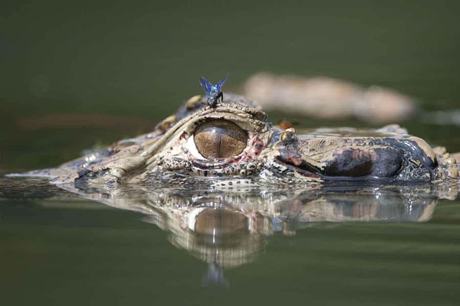From Puerto Maldonado | Jungle hike + Sandoval Lake | - Guide quality can shape the whole day