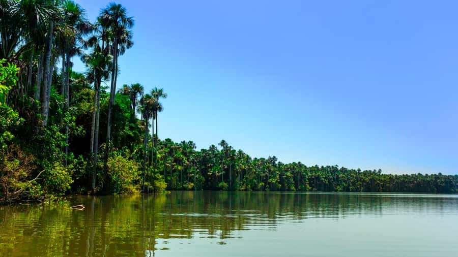 From Puerto Maldonado | Jungle hike + Sandoval Lake | - The three-kilometer walk through the rainforest