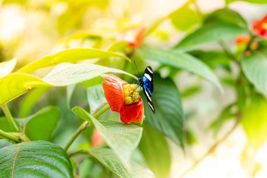 From Puerto Maldonado - Tambopata 4D/3N - Day 2: Collpa Chuncho and the morning macaw spectacle