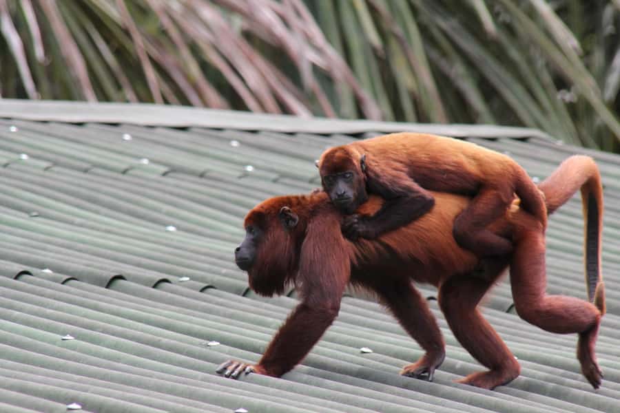 From Puerto Maldonado - Tambopata 4D/3N - Day 1: From Puerto Maldonado to the rainforest