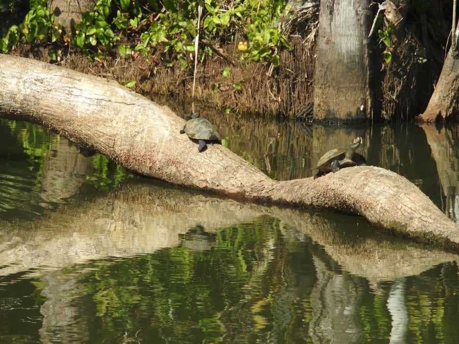 From Puerto Maldonado: Tambopata National Reserve 3-Day Tour - The optional night walk and life after dark