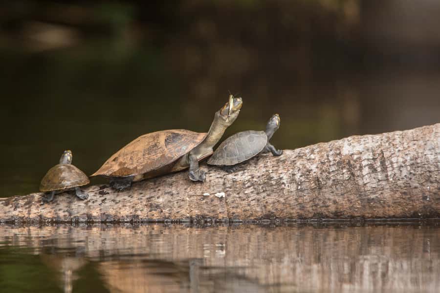 From Puerto Maldonado: Tambopata National Reserve 3-Day Tour - Monkey Island and the first evening caiman search